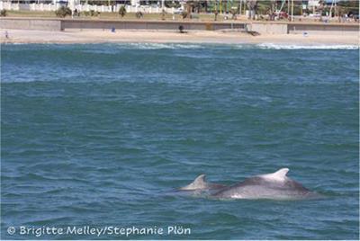 Science Alone Won’t Do It! South Africa’s Endangered Humpback Dolphins Sousa plumbea Face Complex Conservation Challenges